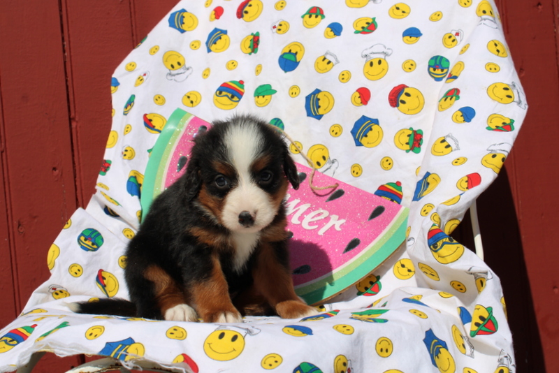 puppy, for, sale, Mini Bernedoodle F2, Matthew B. Stoltzfus, dog, breeder, Gap, PA, dog-breeder, puppy-for-sale, forsale, nearby, find, puppyfind, locator, puppylocator, aca